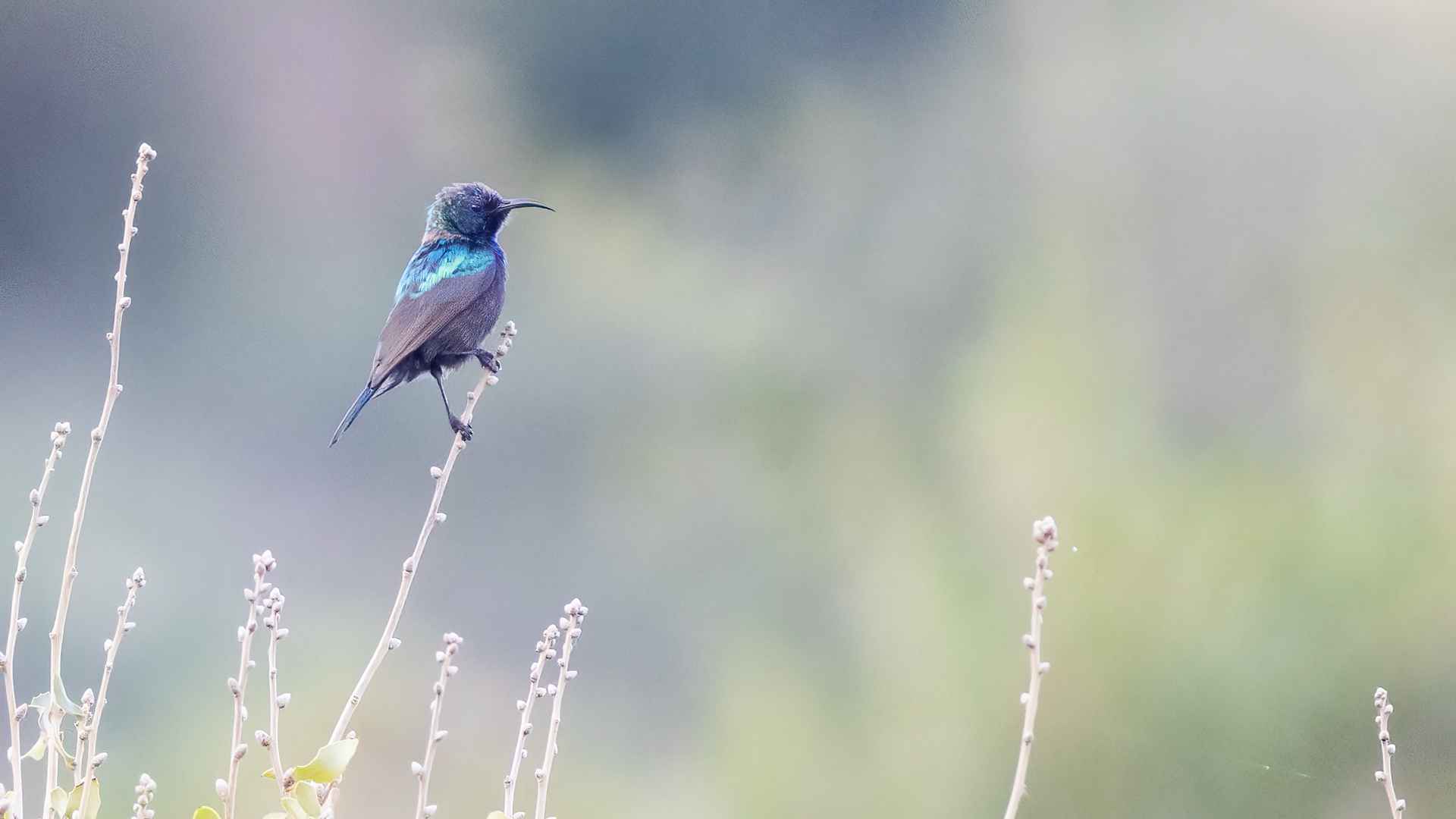 Palestine Sunbird